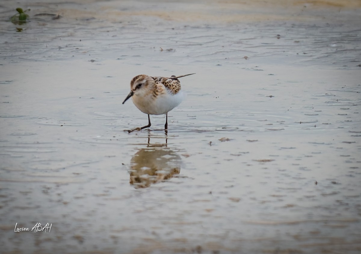 Little Stint - ML645733821