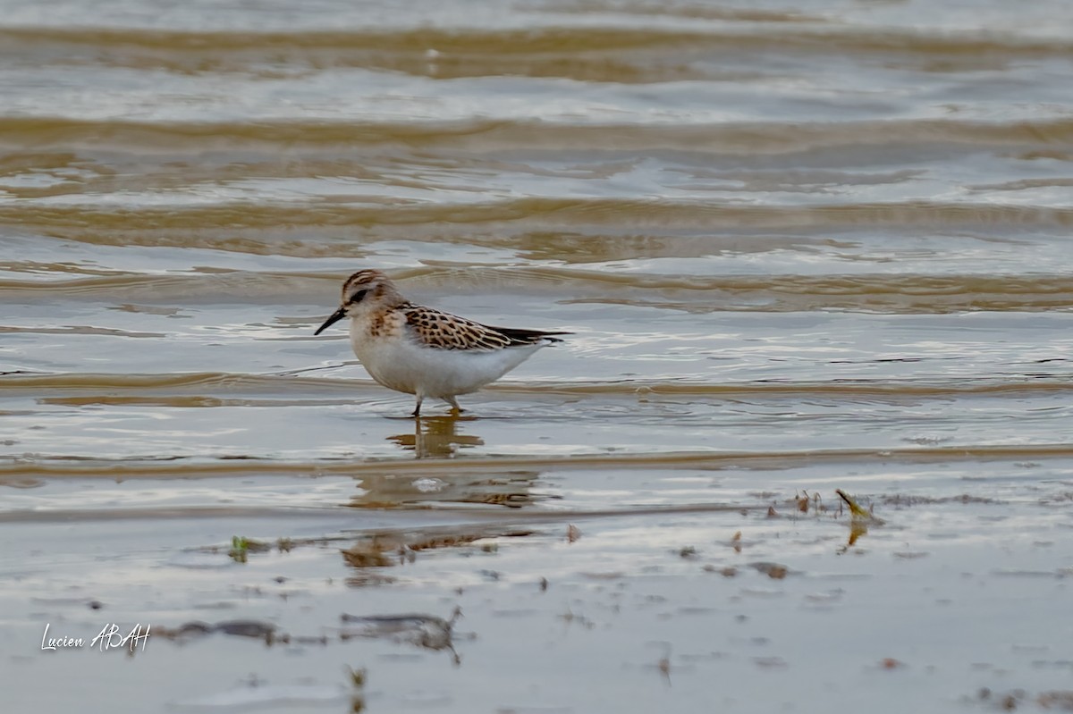 Little Stint - ML645733822