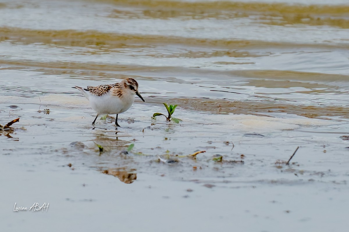 Little Stint - ML645733823