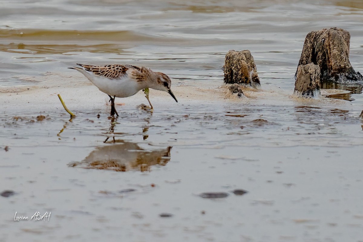 Little Stint - ML645733824