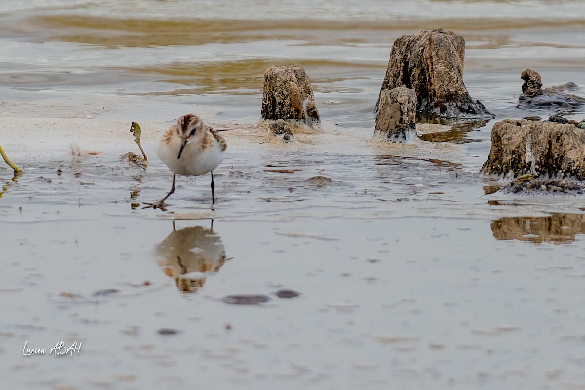 Little Stint - ML645733825