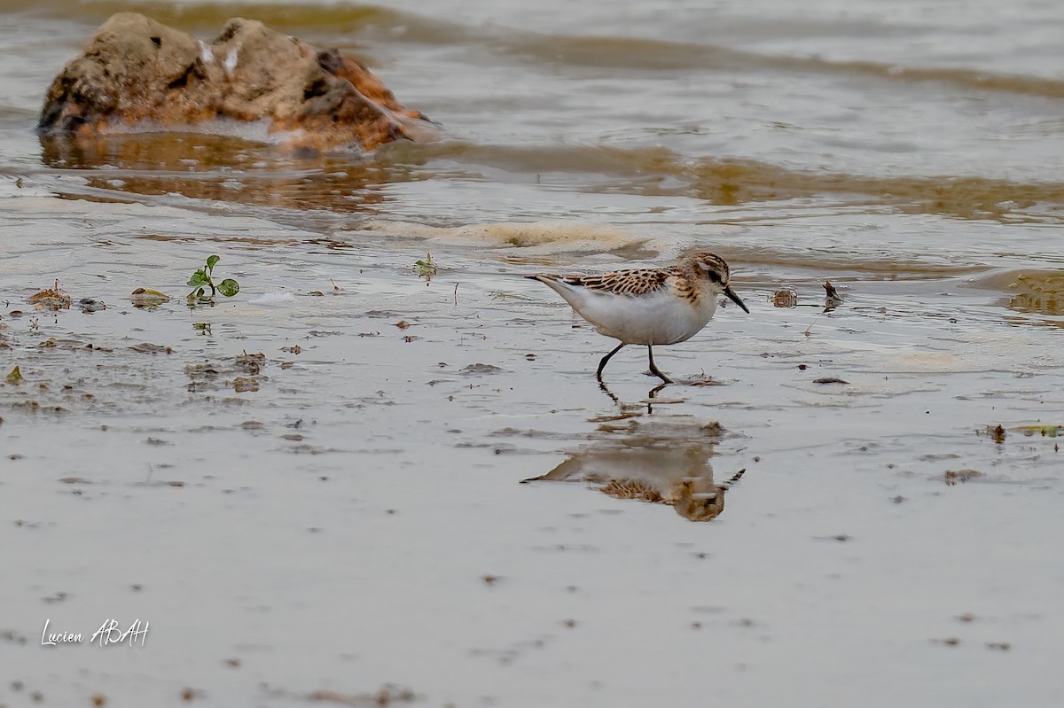 Little Stint - ML645733826
