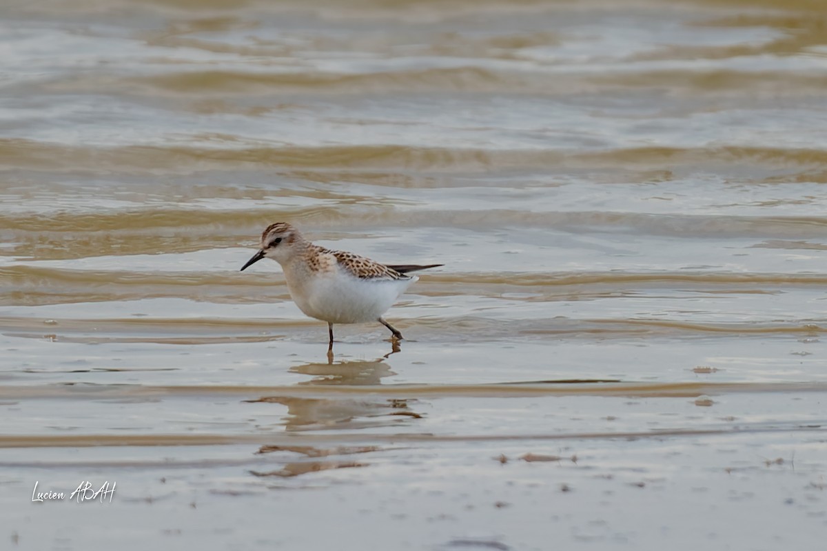 Little Stint - ML645733827
