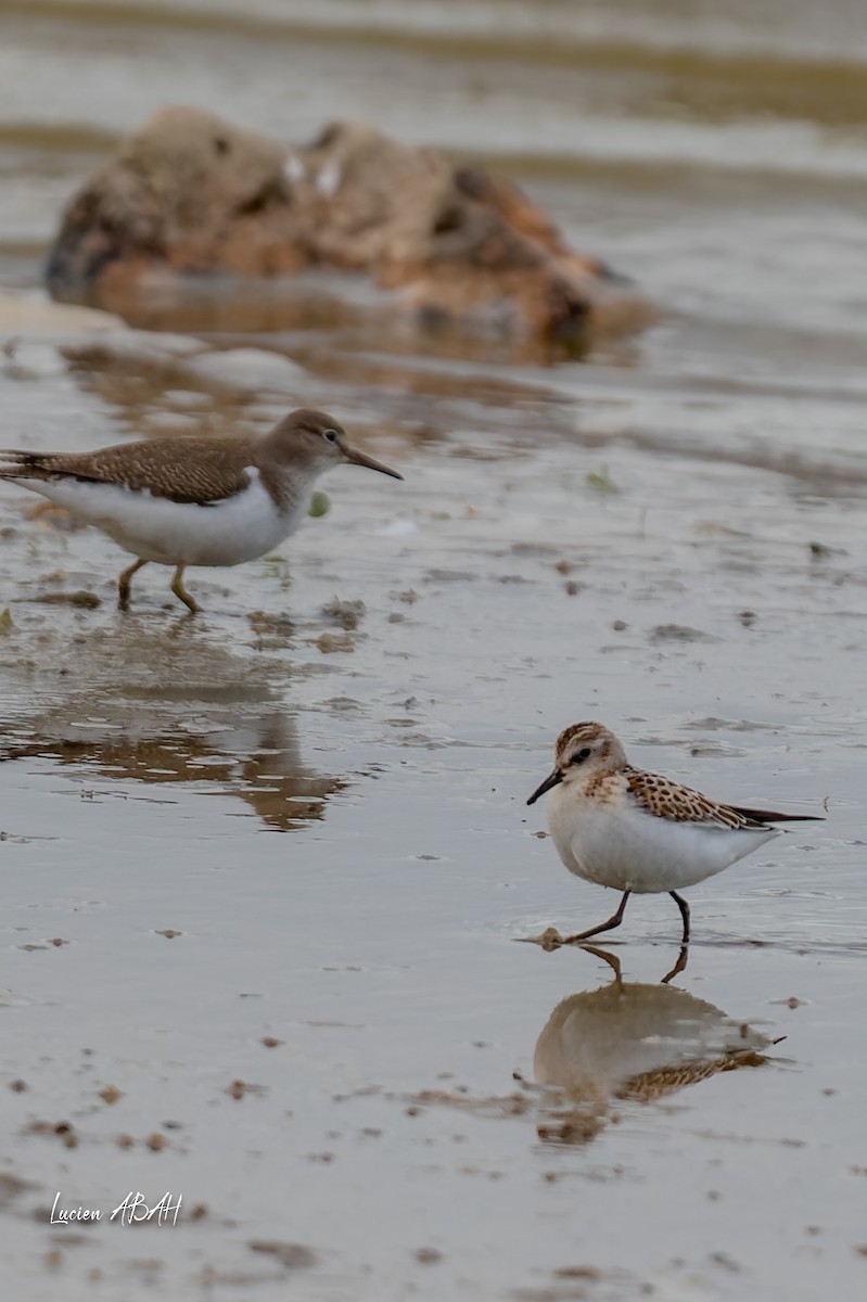 Little Stint - ML645733828