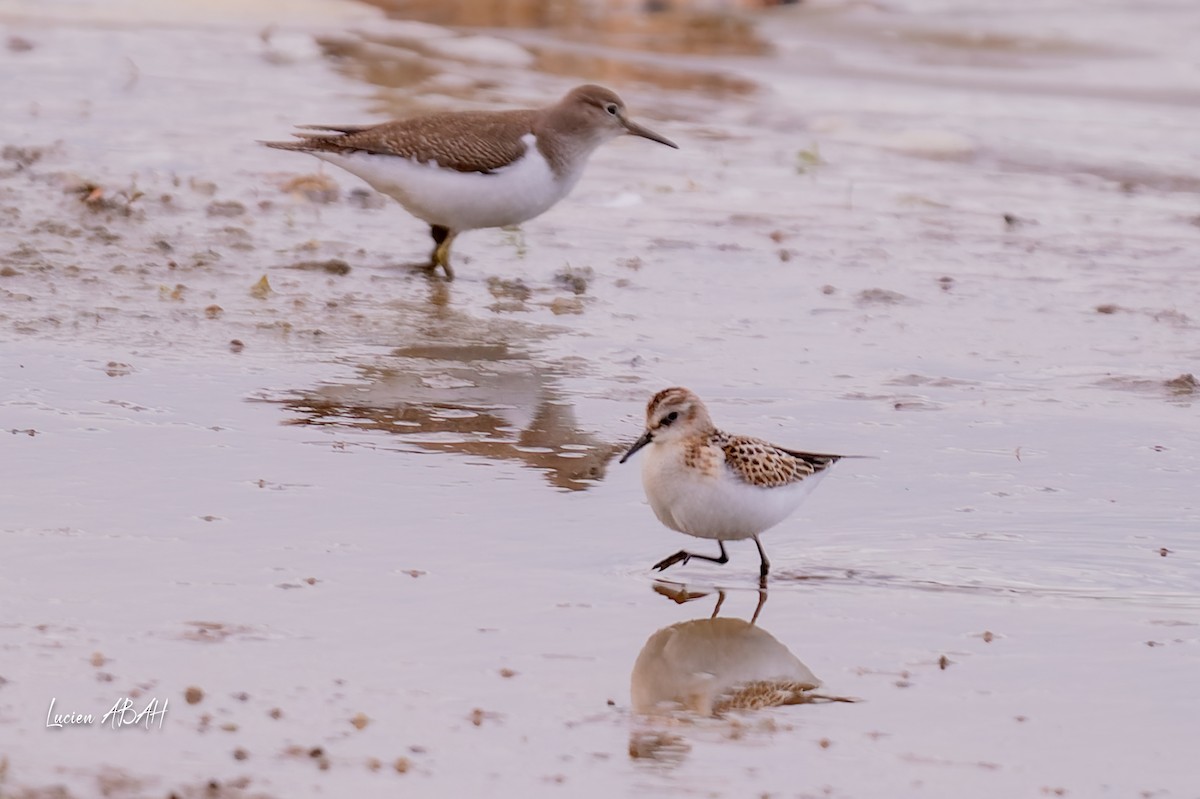 Little Stint - ML645733829
