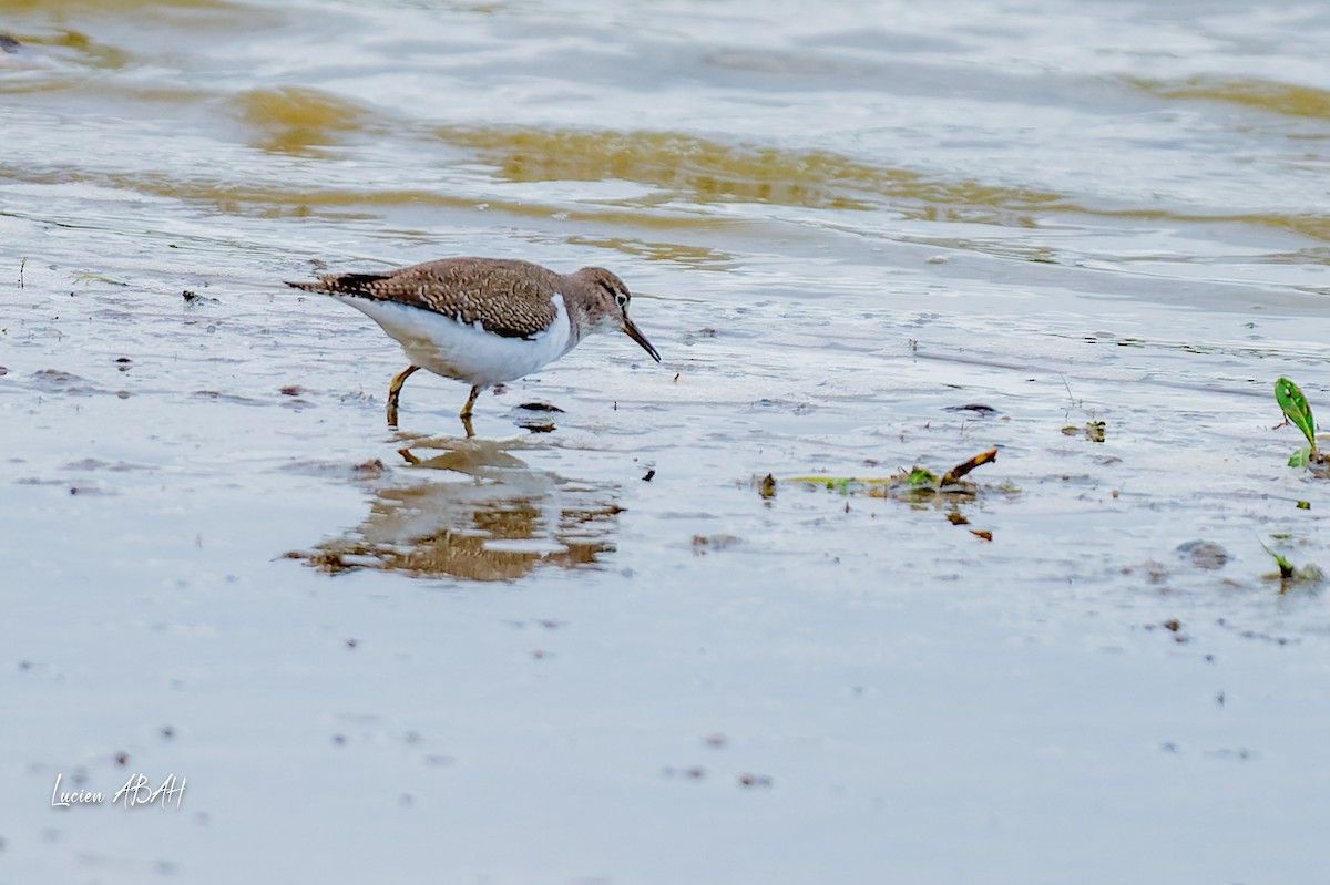 Little Stint - ML645733830