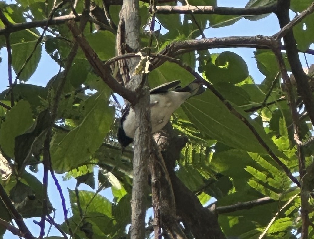 Black-throated Blue Warbler - ML645733844