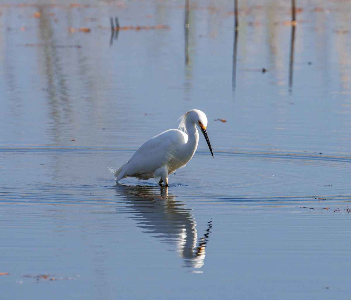 volavka bělostná - ML645733864