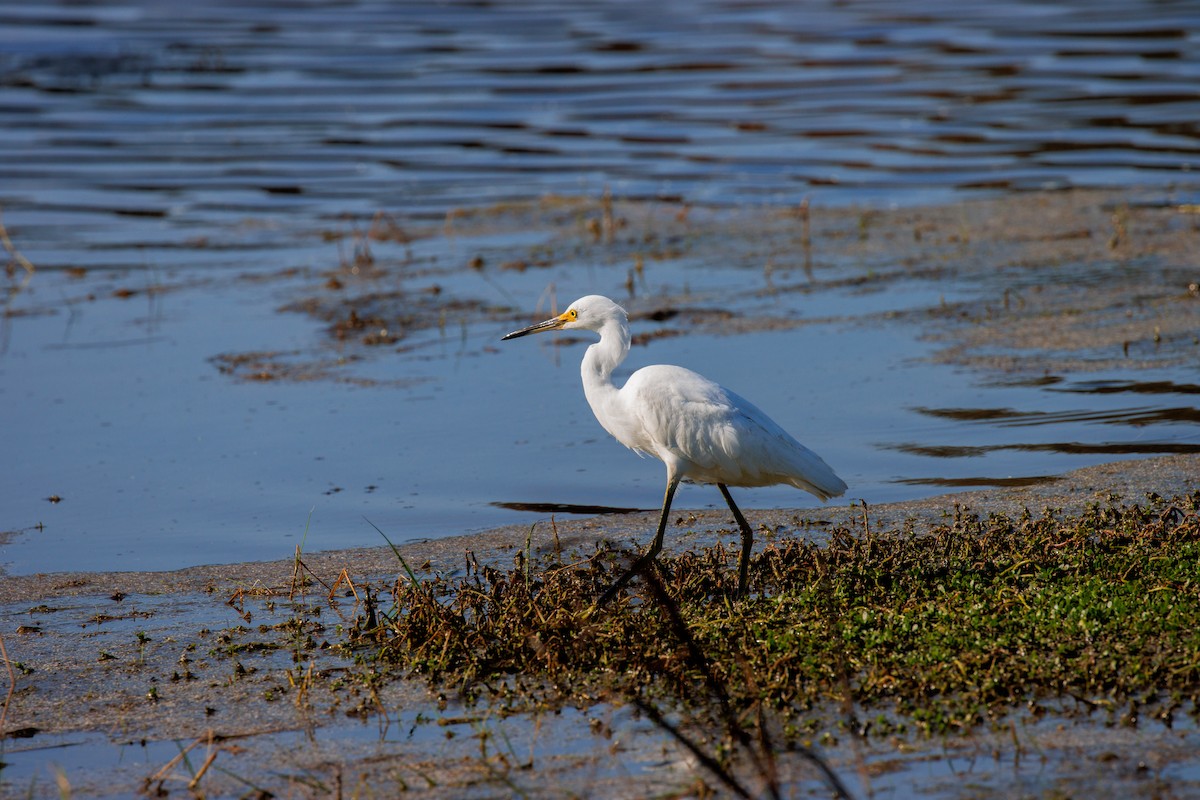 volavka bělostná - ML645733865