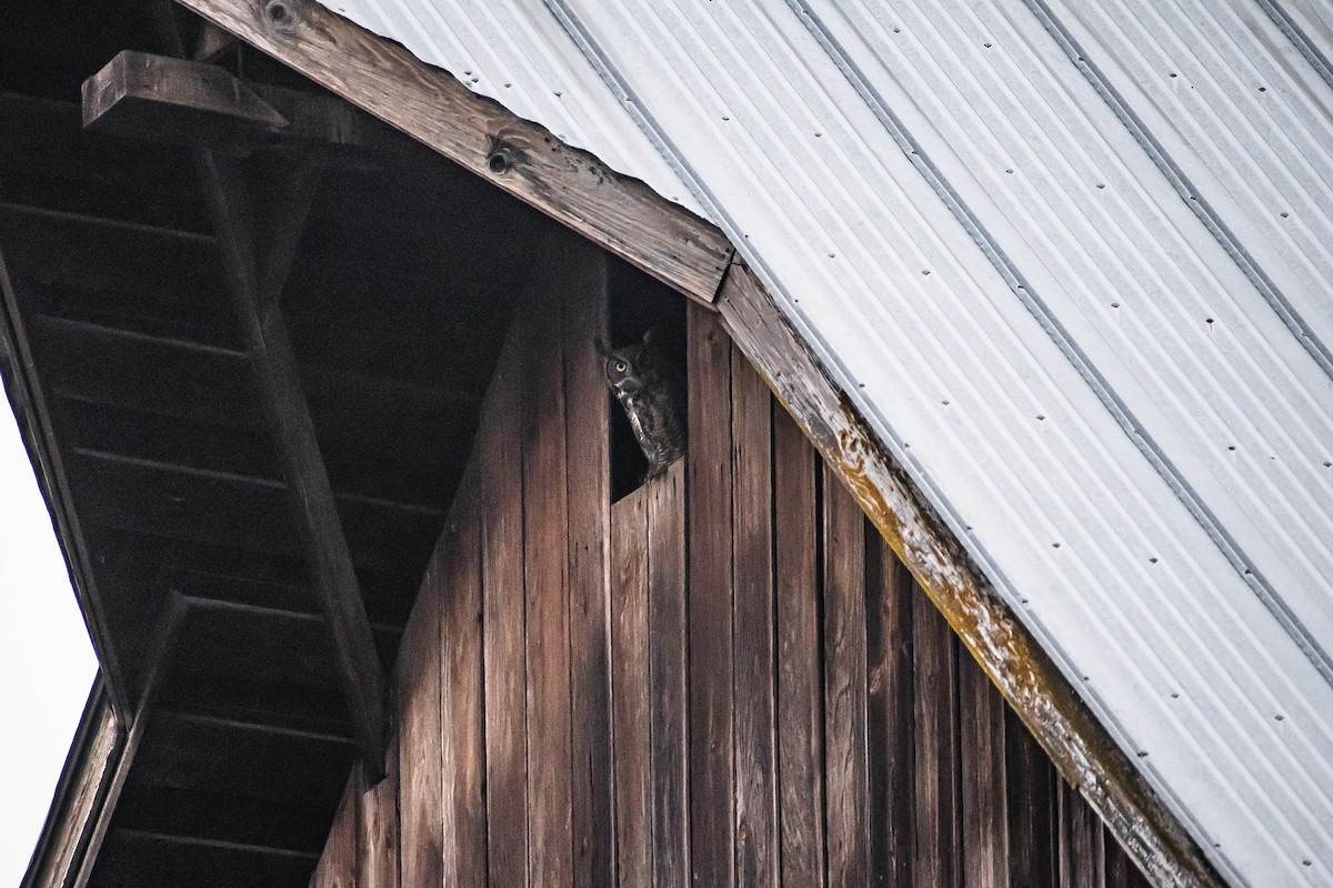 Great Horned Owl - ML645733933