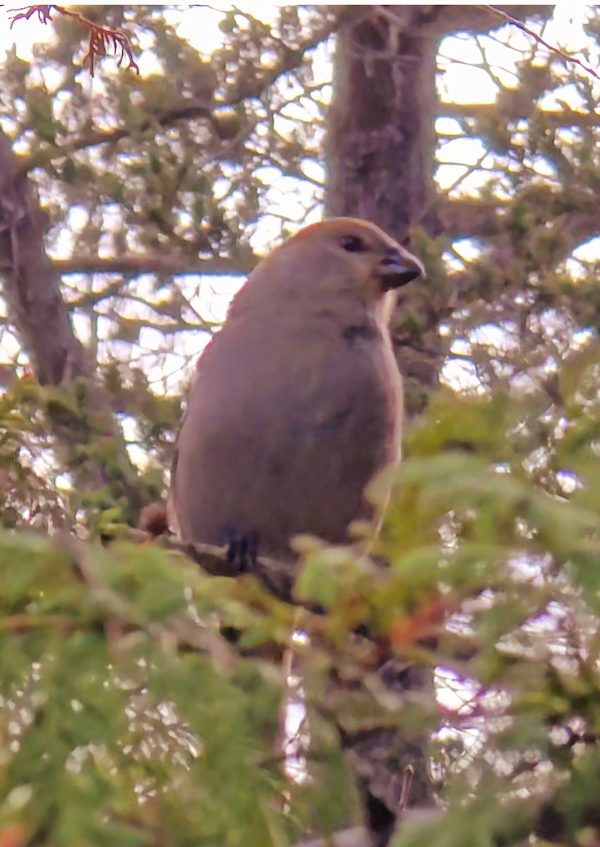 Tayga Çütresi - ML645733938