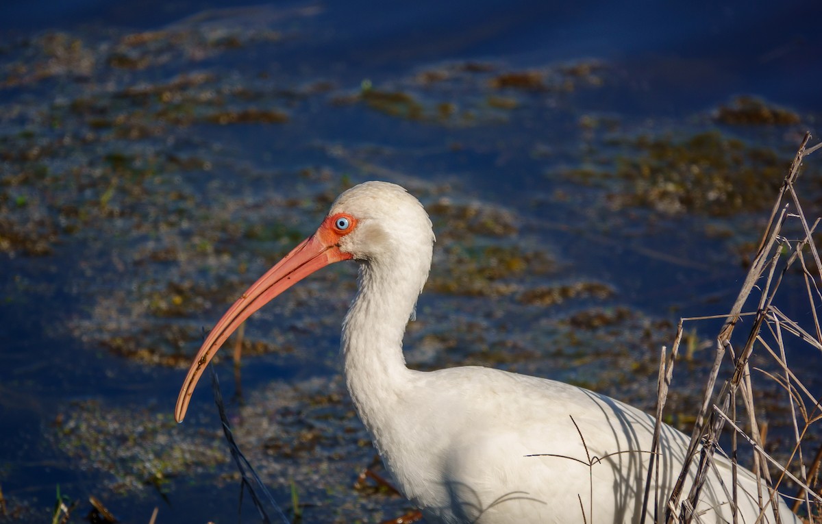 Corocoro Blanco - ML645733942