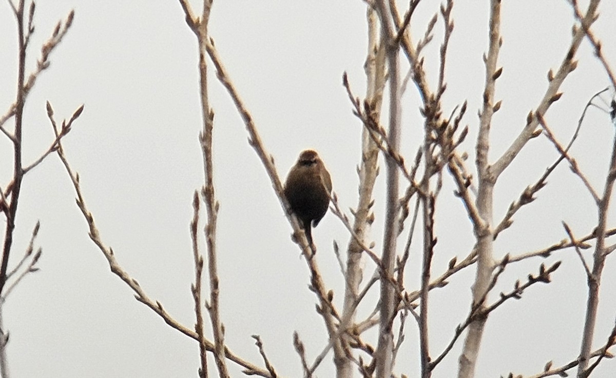 Rusty Blackbird - ML645733972