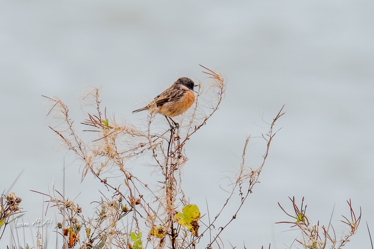 Трав'янка чорноголова - ML645733973