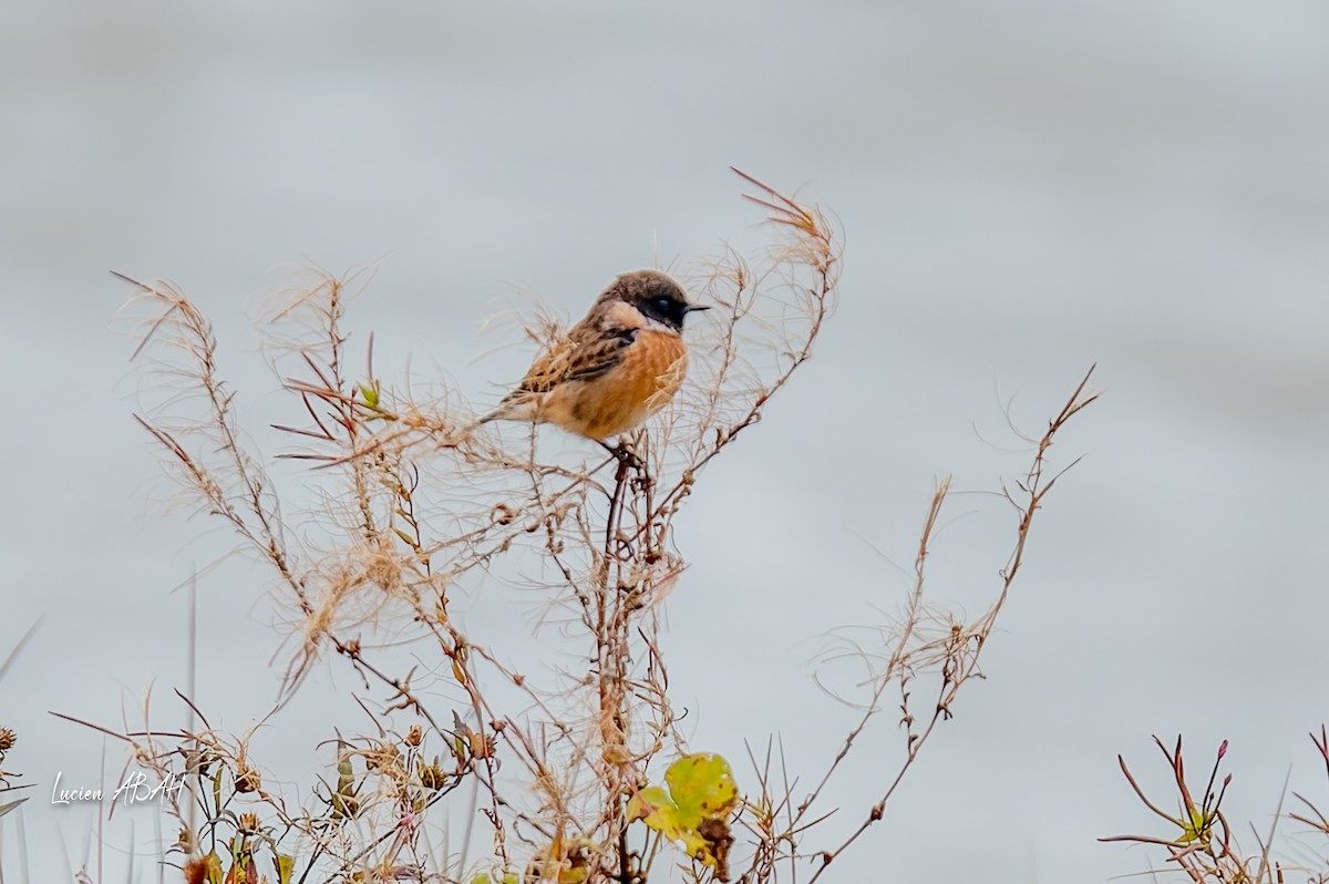 Трав'янка чорноголова - ML645733974