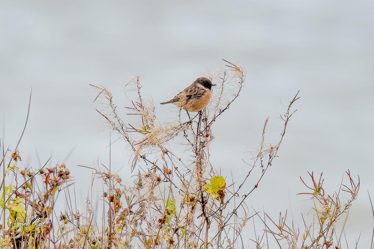 Трав'янка чорноголова - ML645733975