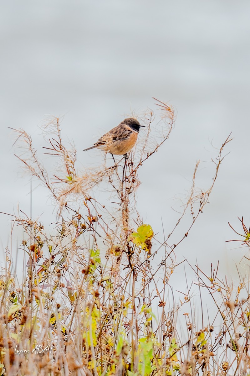 Трав'янка чорноголова - ML645733976