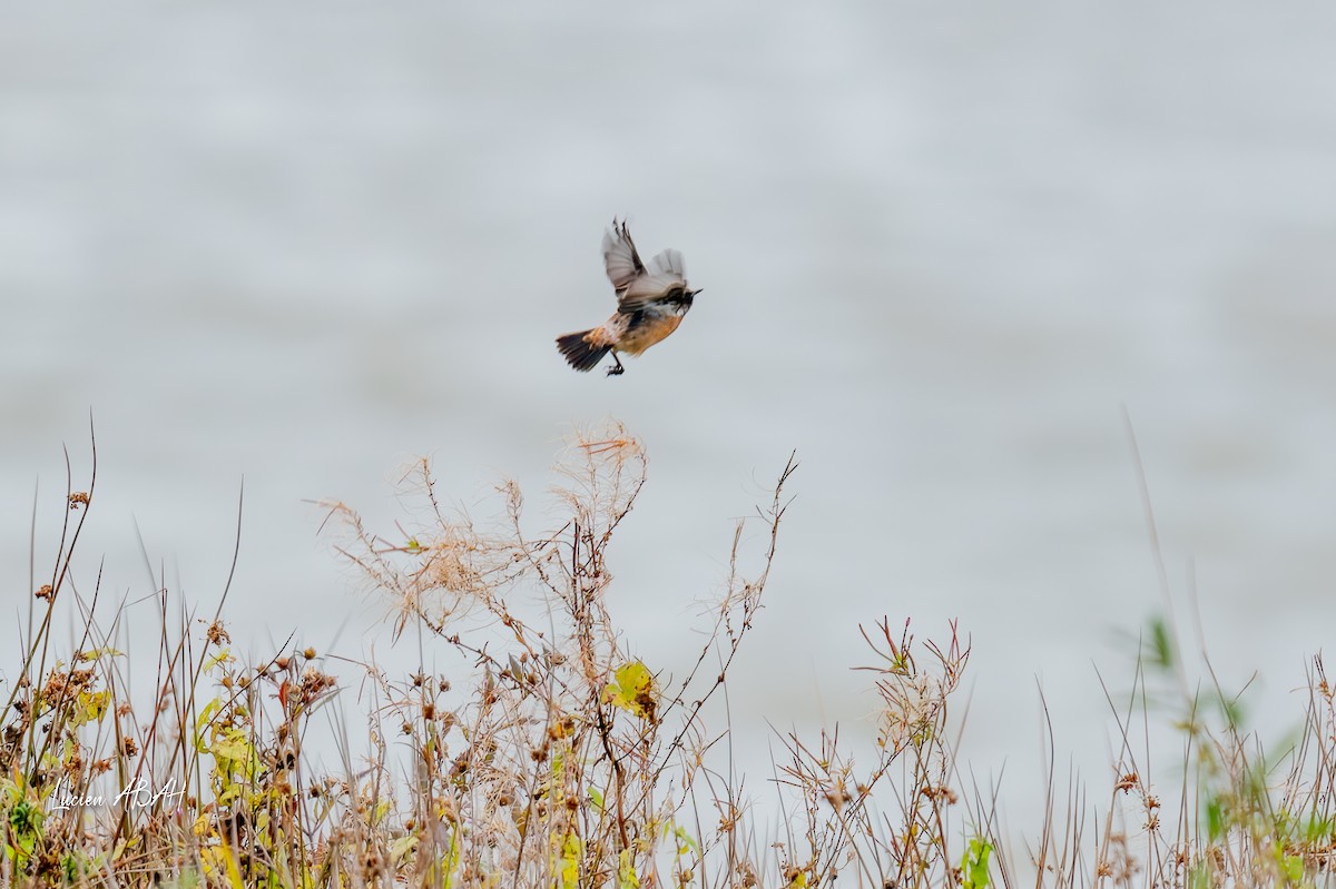 Трав'янка чорноголова - ML645733977