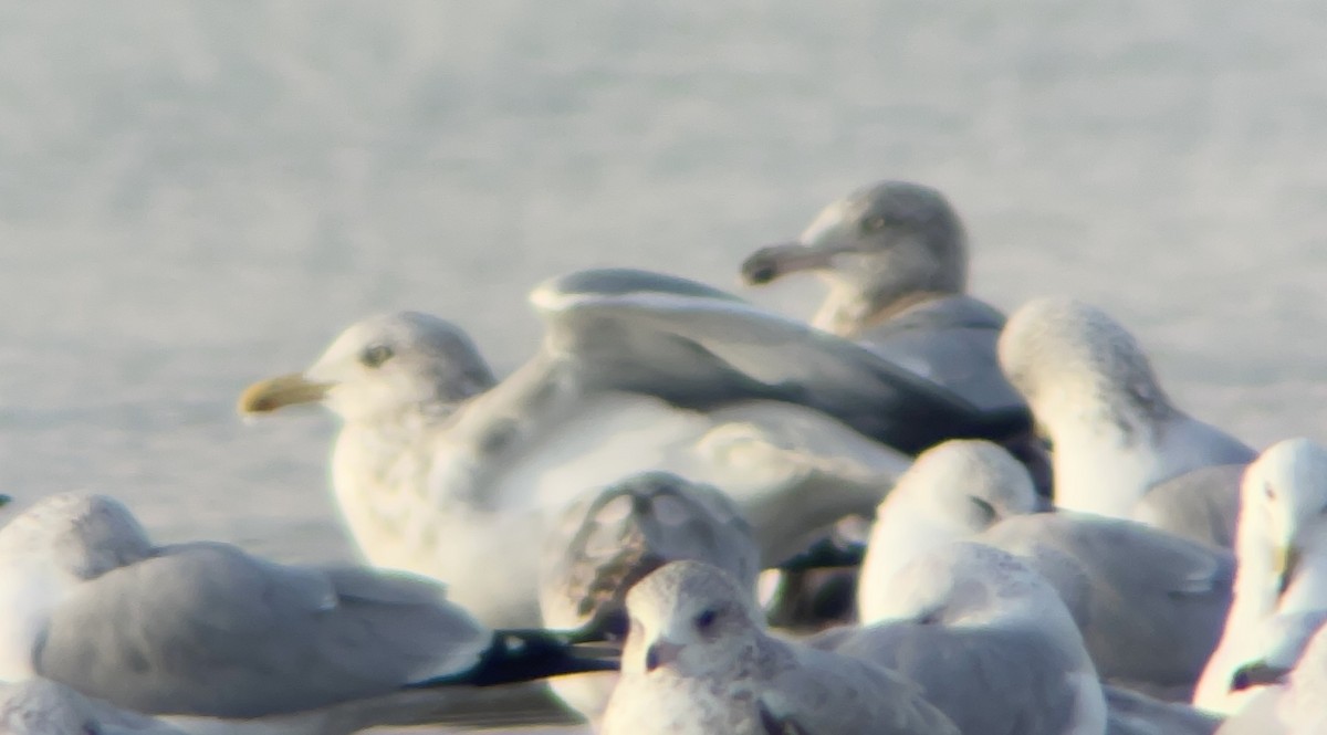 gull sp. - ML645733983