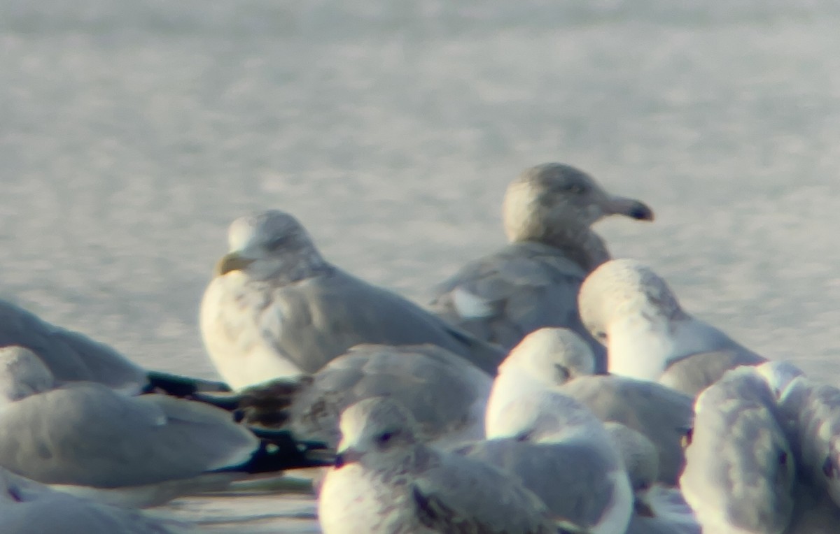 gull sp. - ML645733984