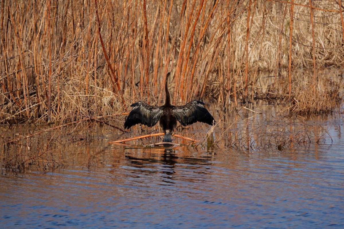 anhinga americká - ML645733988