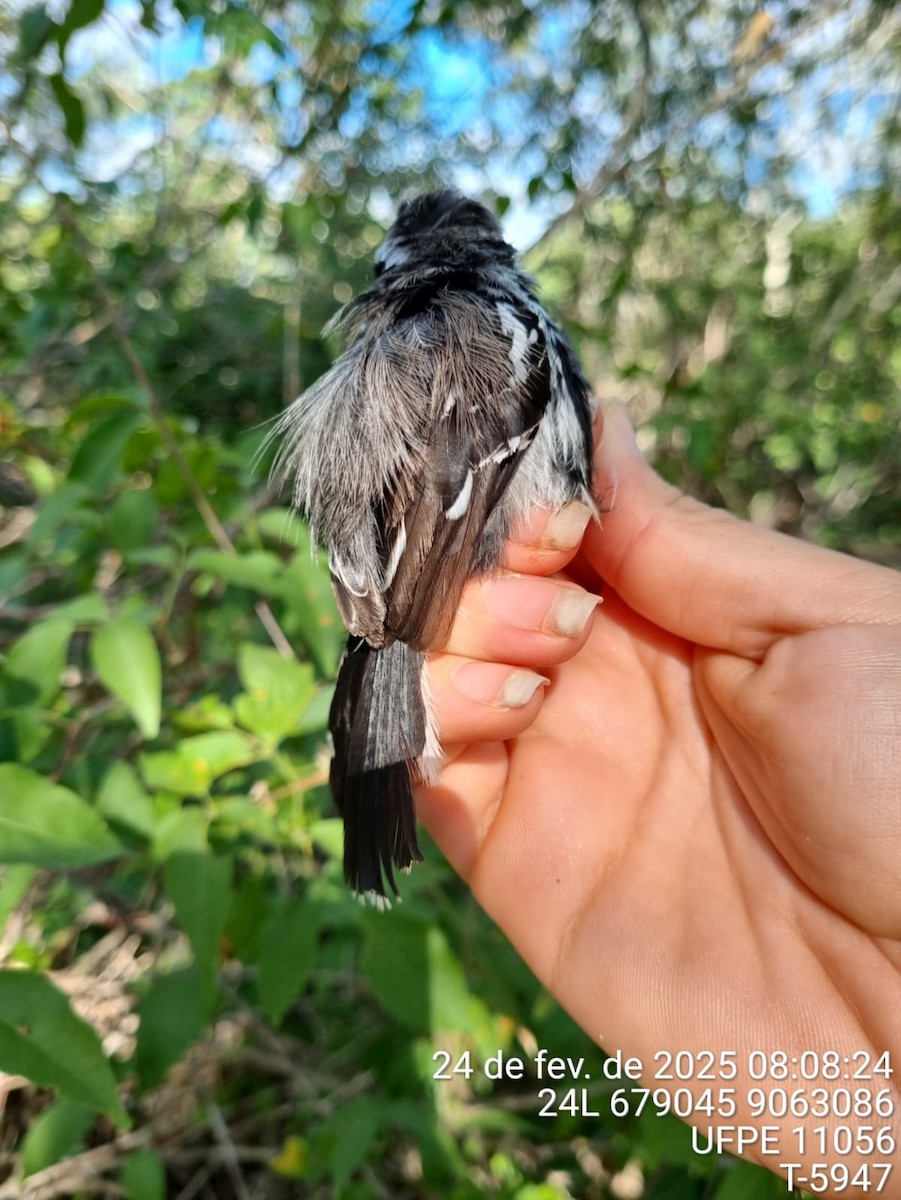 Black-bellied Antwren - ML645734000