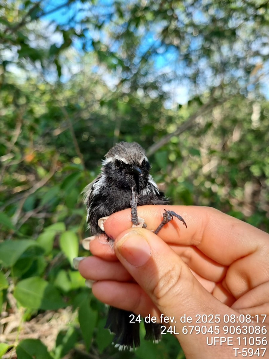 Black-bellied Antwren - ML645734002