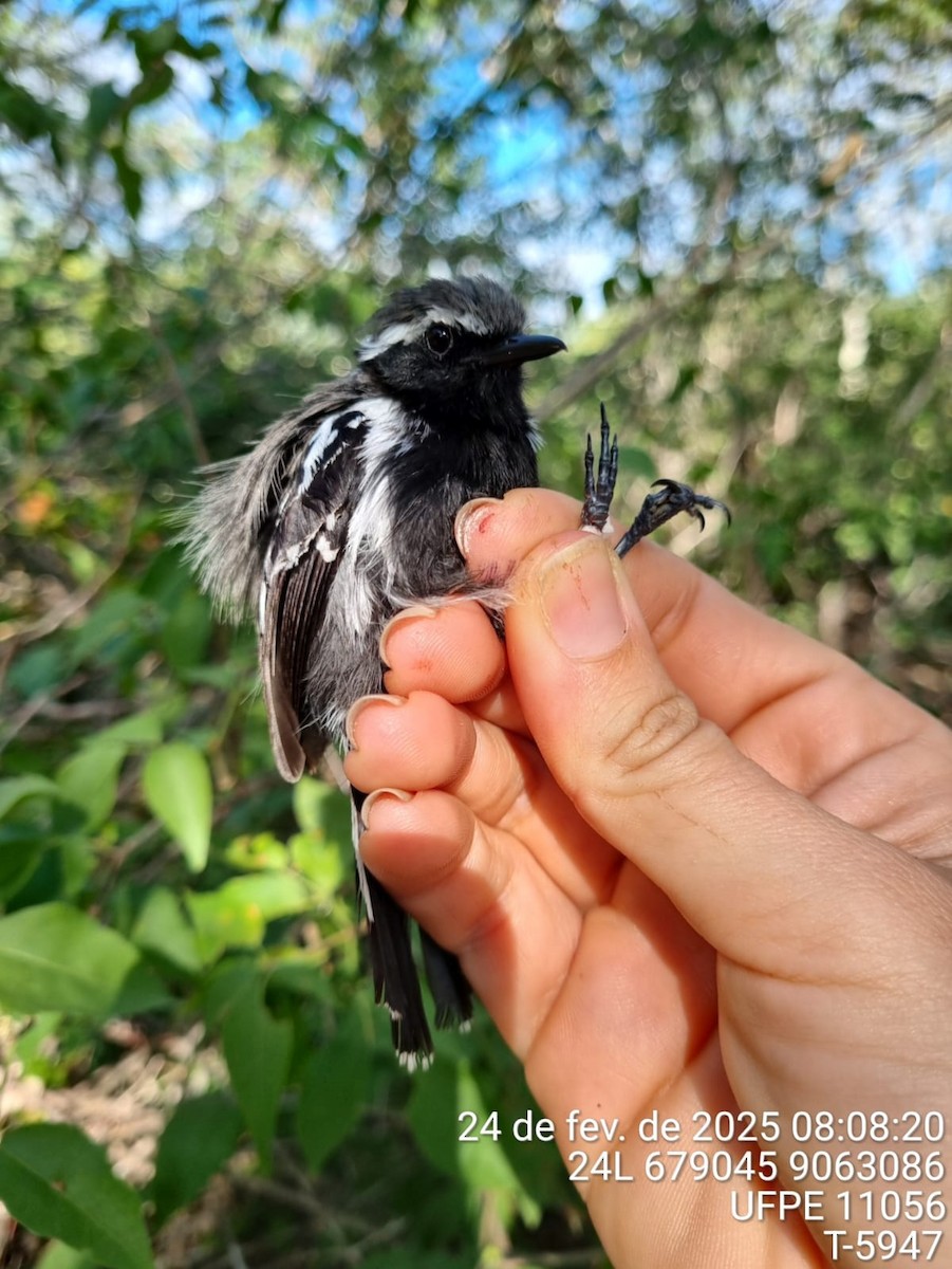 Black-bellied Antwren - ML645734003
