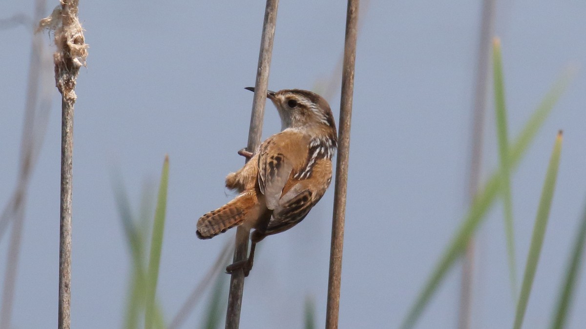 Marsh Wren - ML645734009