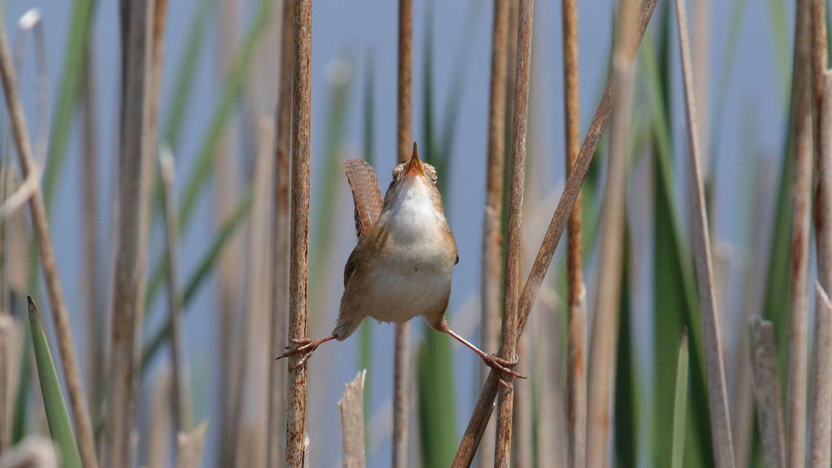 Marsh Wren - ML645734012