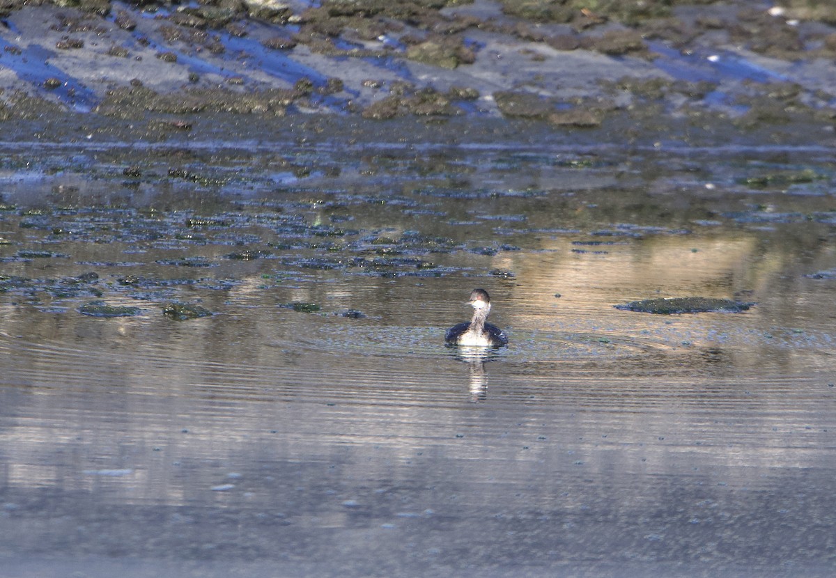 Eared Grebe - ML645734019