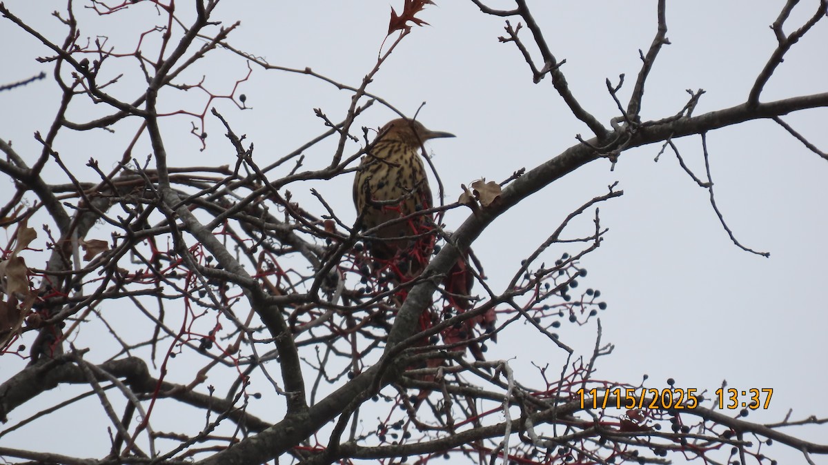 Рыжий пересмешник - ML645734022