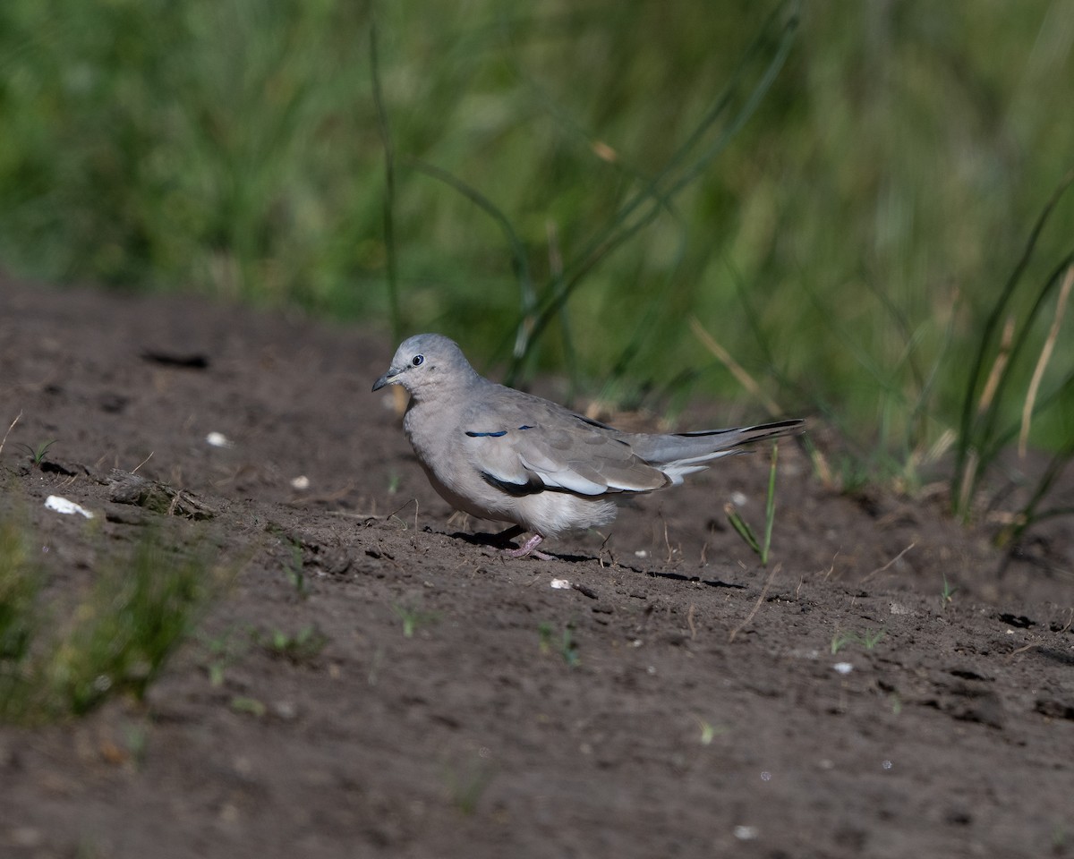 Picui Ground Dove - ML645734034