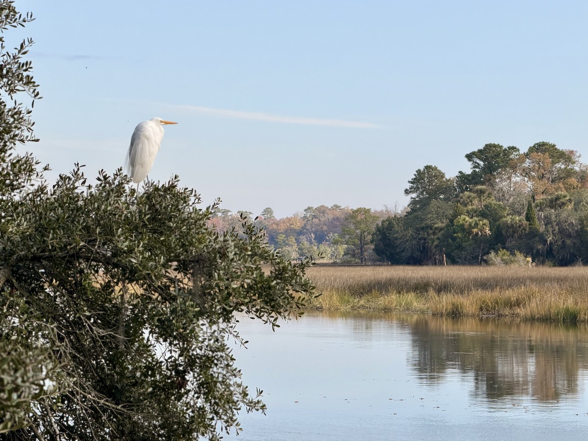 volavka bílá - ML645734035