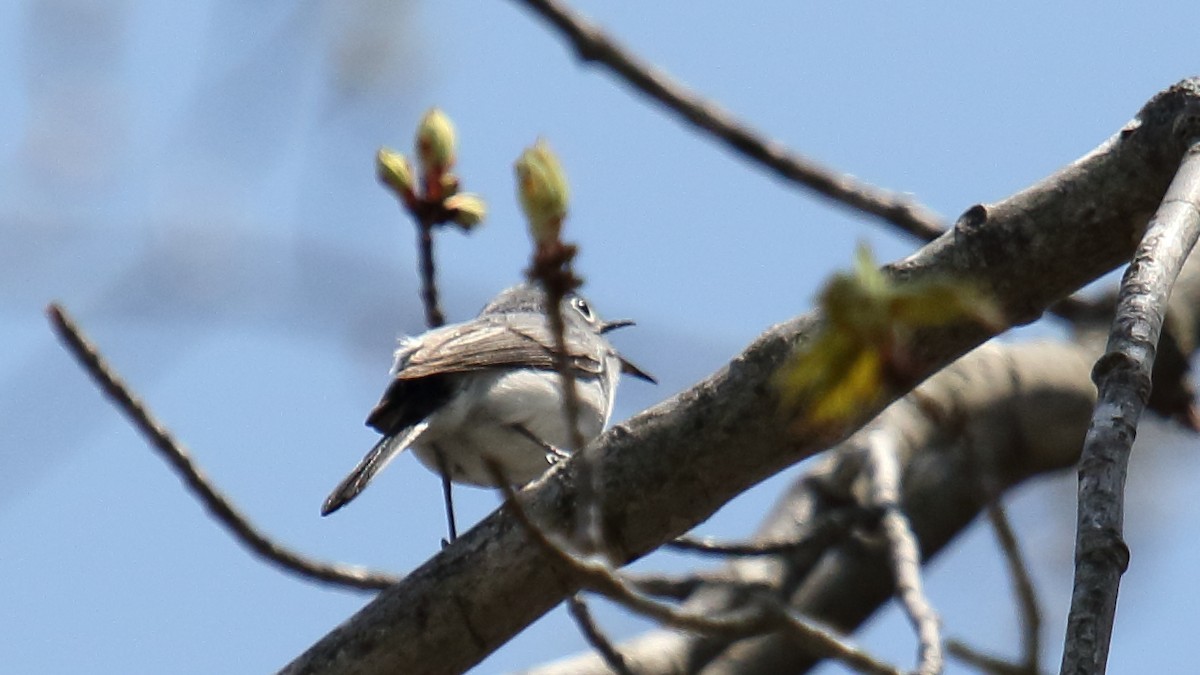 Blue-gray Gnatcatcher - ML645734045