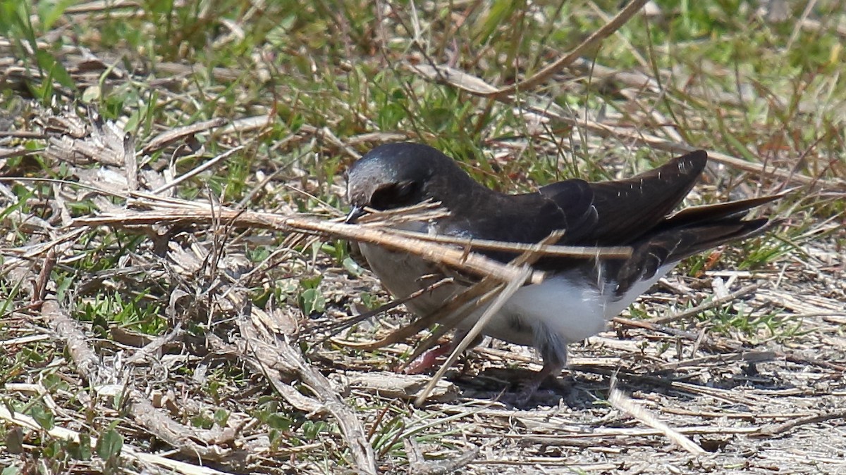 Tree Swallow - ML645734052