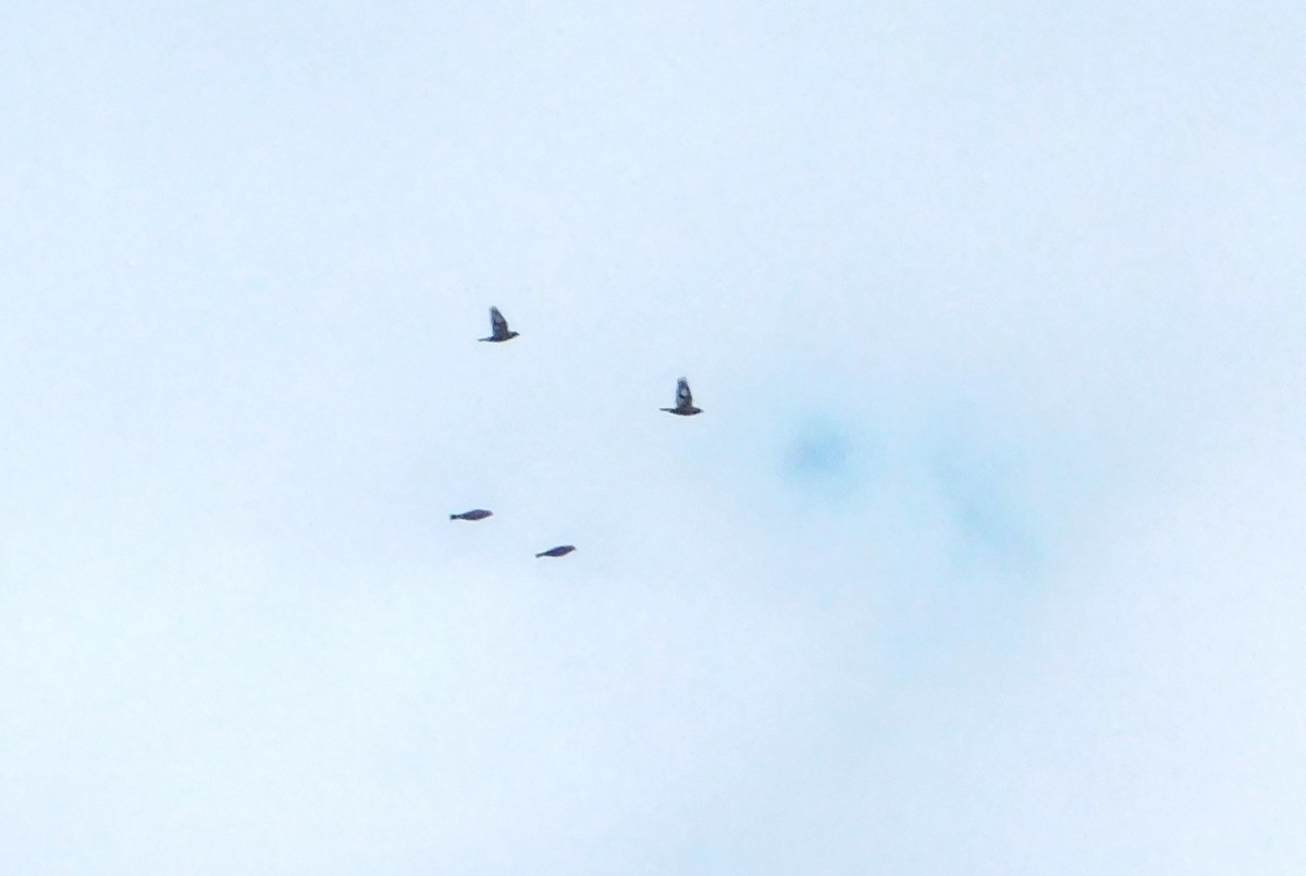 Evening Grosbeak - ML645734061