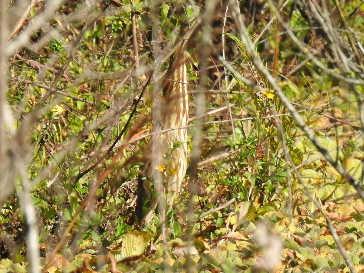 American Bittern - ML645734067