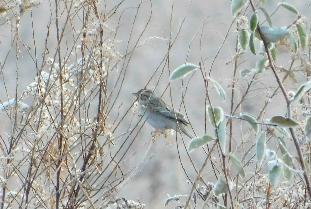 Clay-colored Sparrow - ML645734072