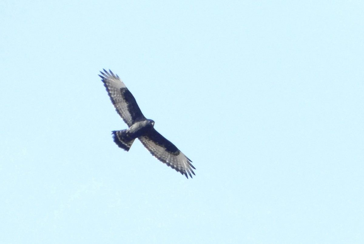 Rough-legged Hawk - ML645734087