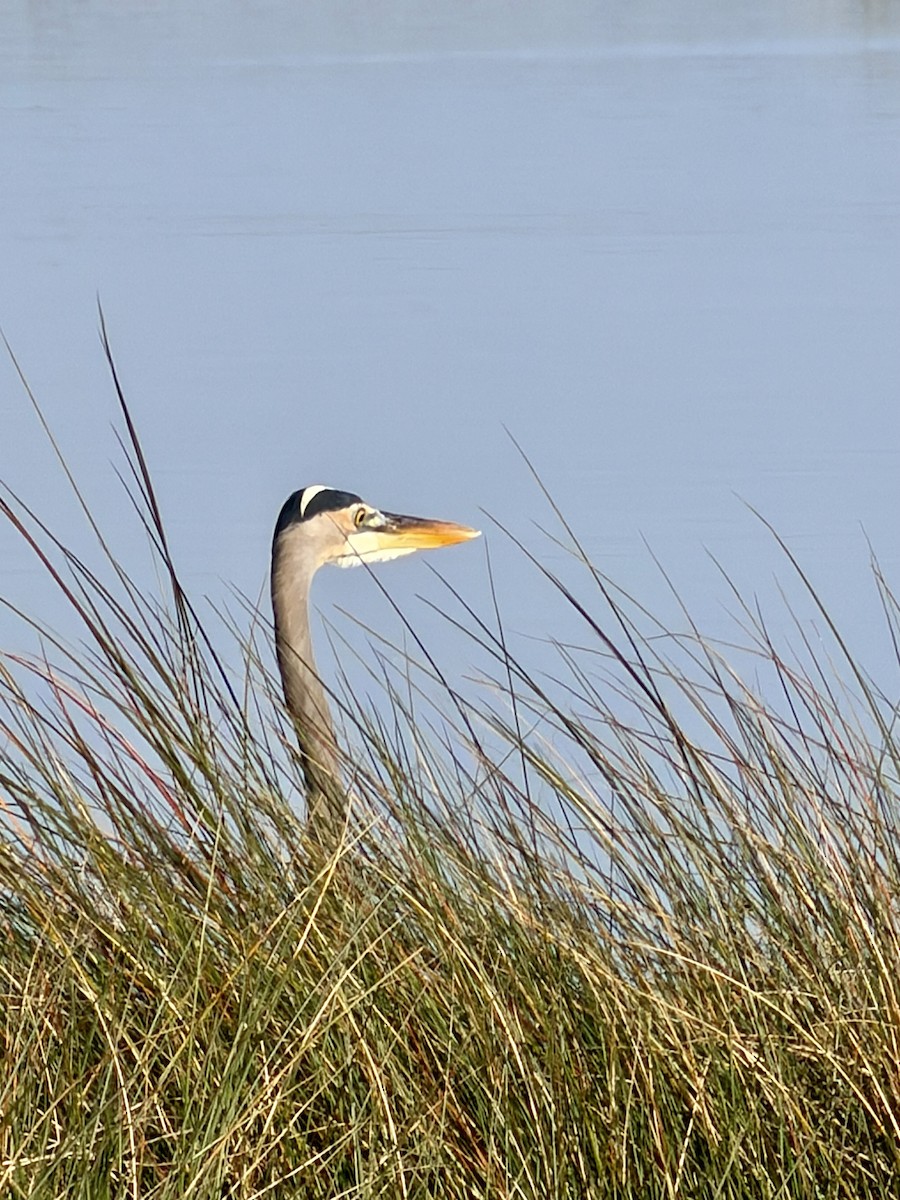 volavka velká - ML645734090