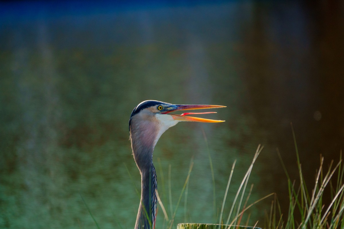 volavka velká - ML645734092