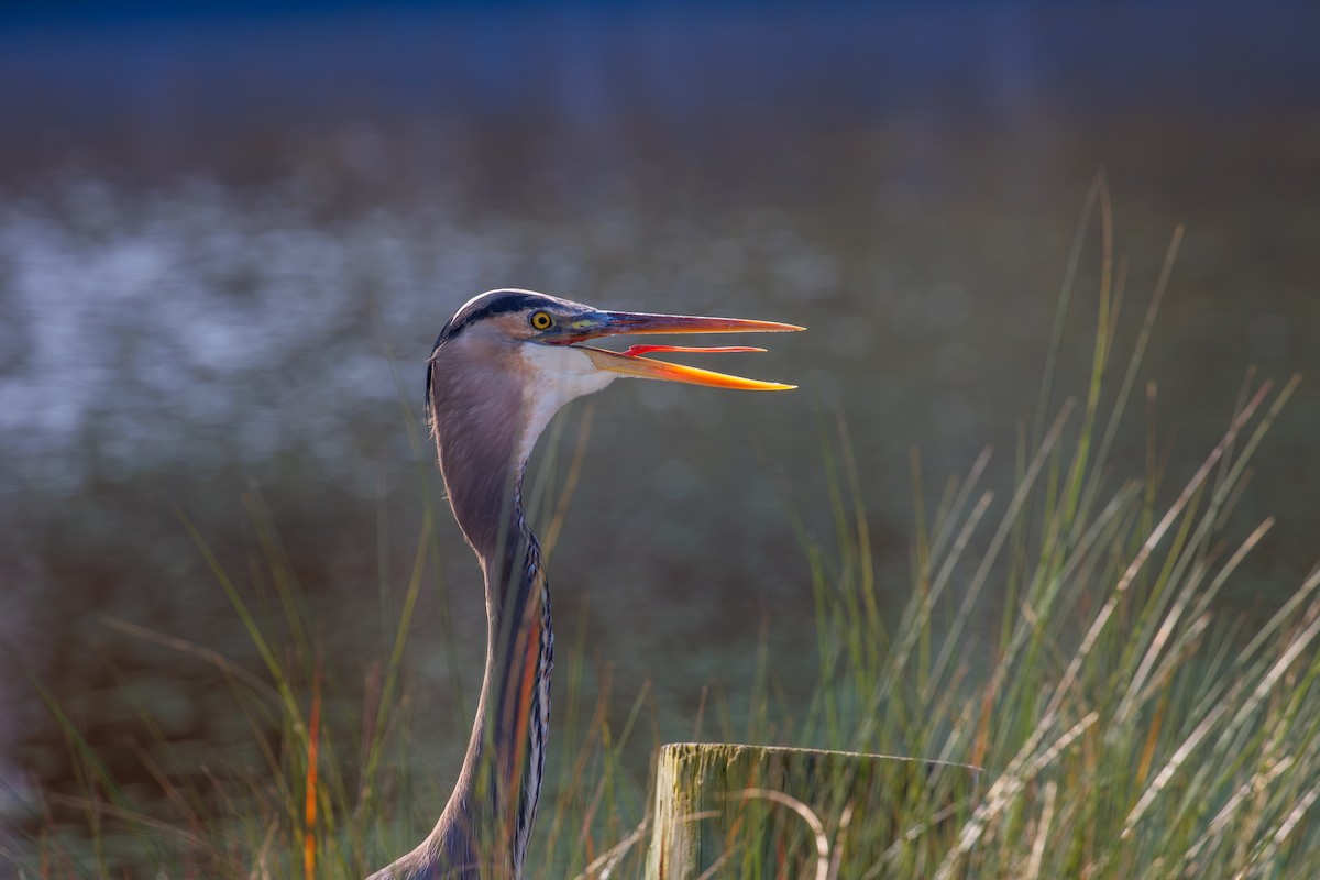 volavka velká - ML645734093