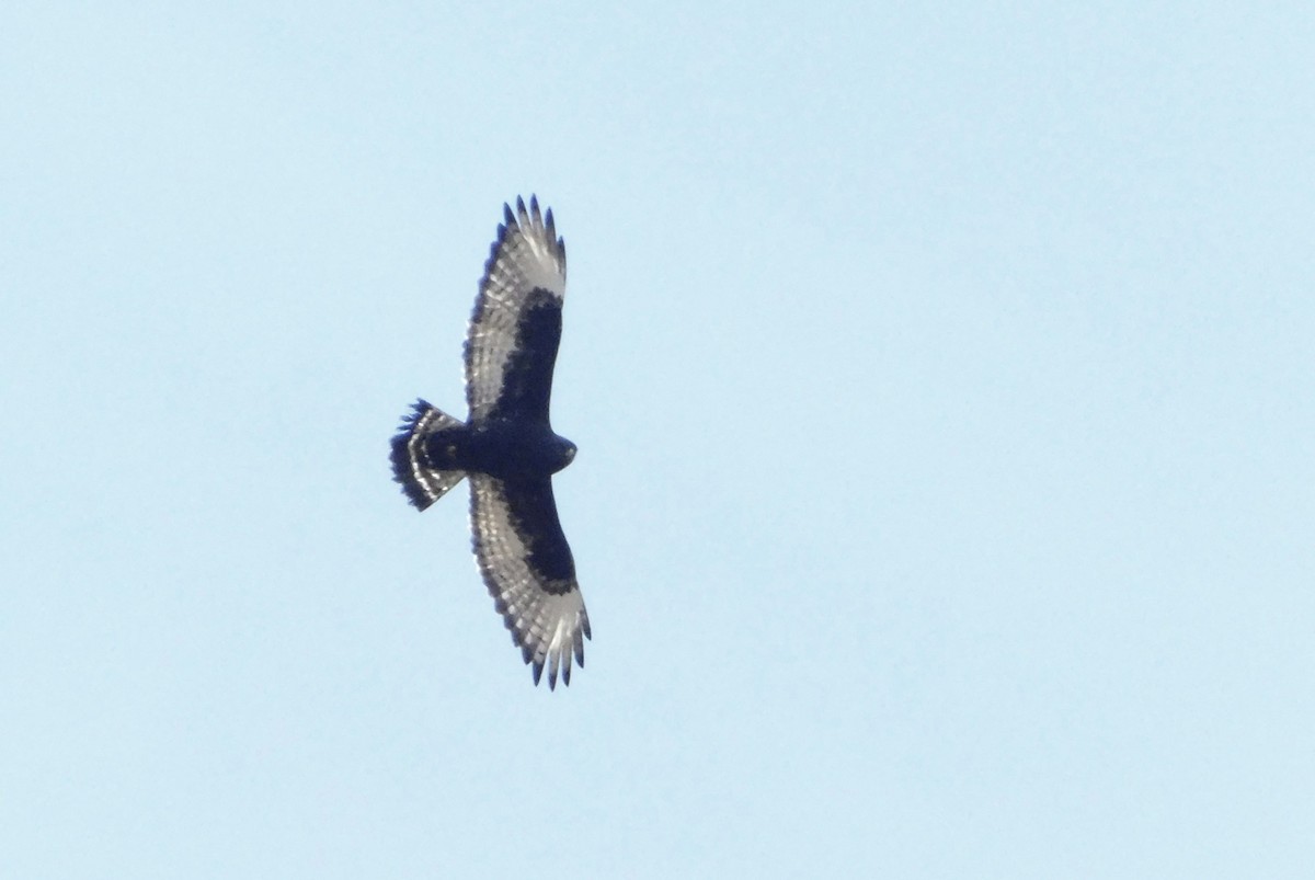 Rough-legged Hawk - ML645734095