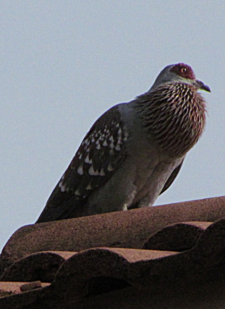 Speckled Pigeon - ML645734106