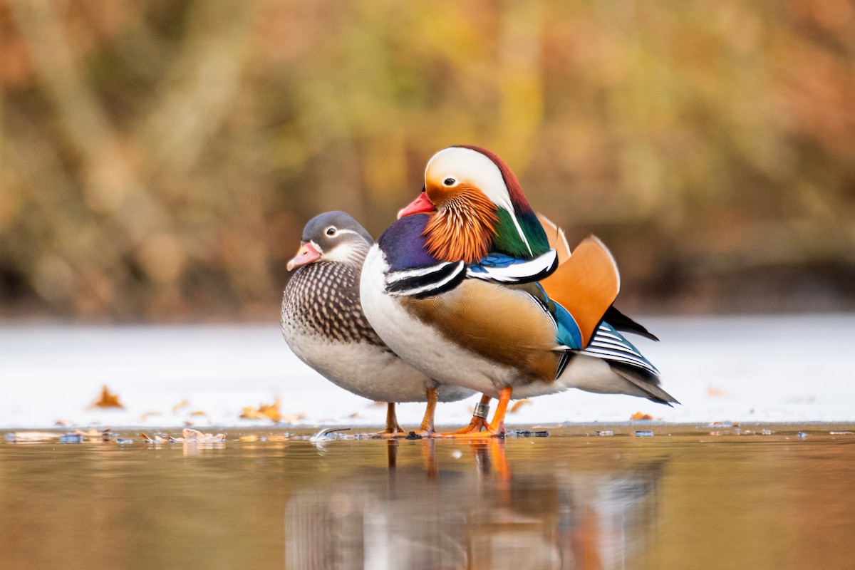 Mandarin Duck - ML645734110