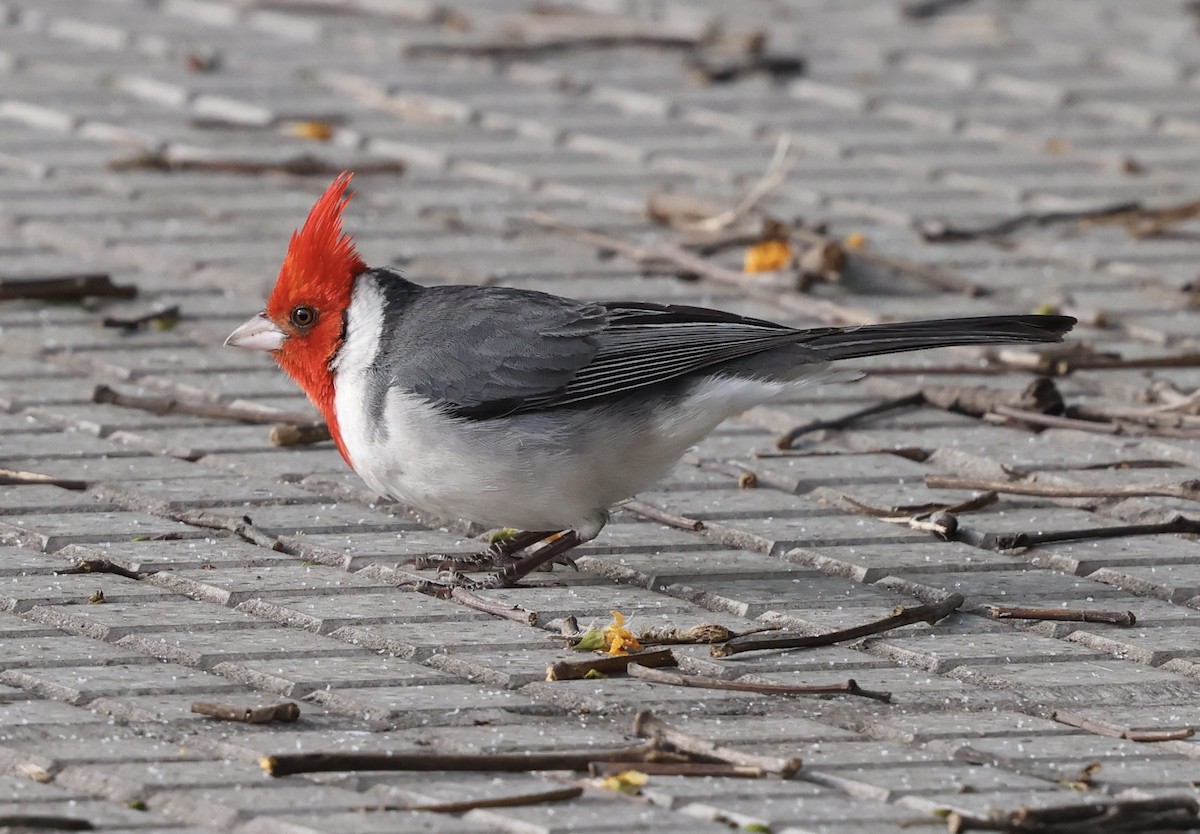 Red-crested Cardinal - ML645734116