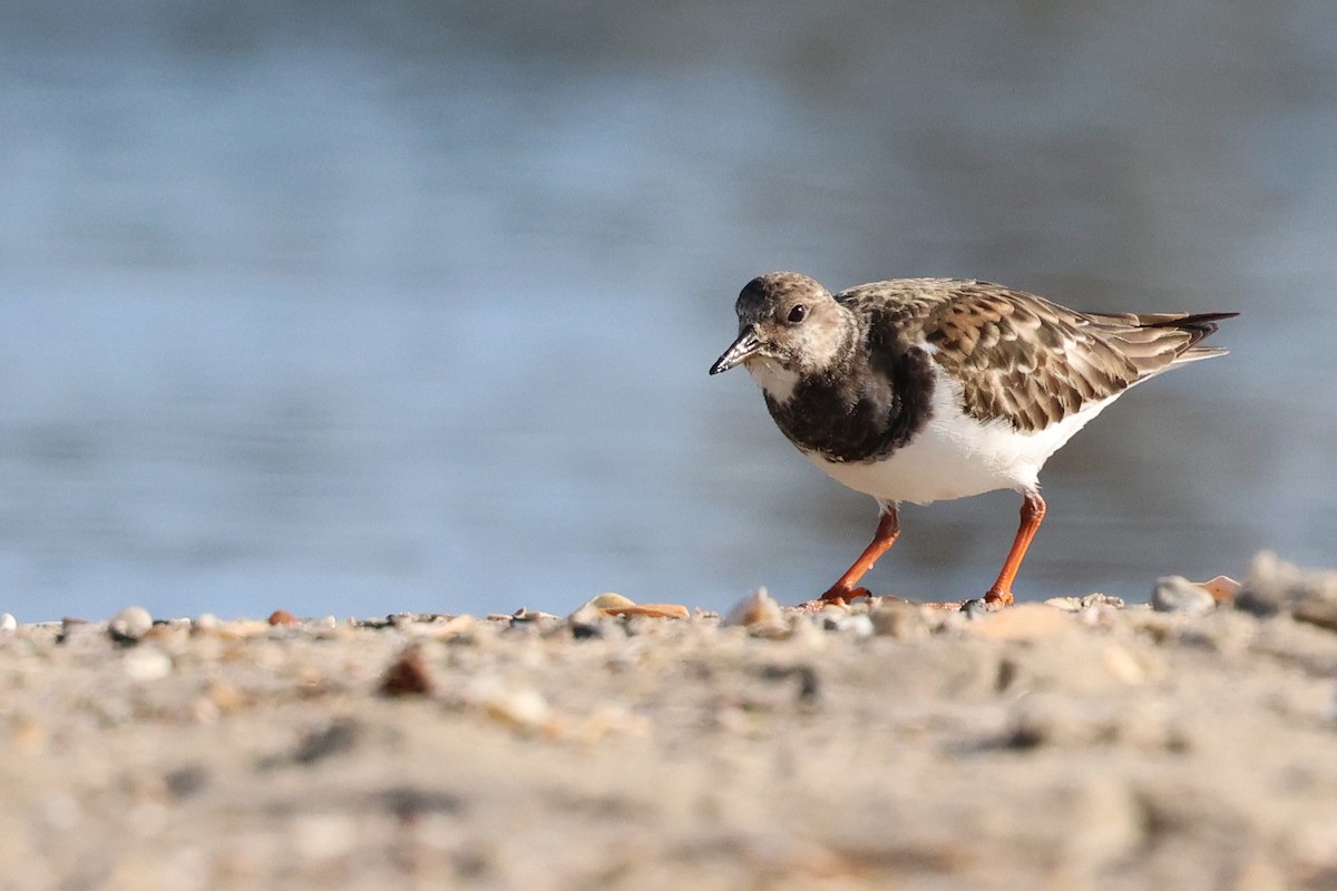 Ruddy Turnstone - ML645734118