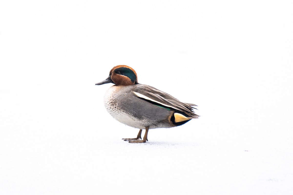 Green-winged Teal - ML645734124
