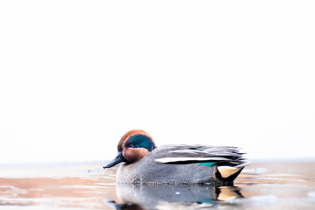 Green-winged Teal - ML645734125